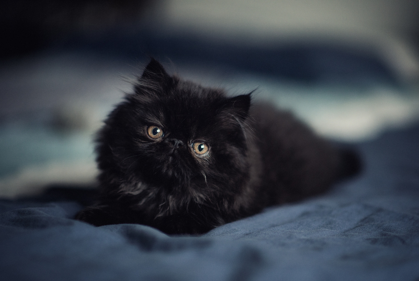 "Вот если бы у меня раньше такой кот был - я, может, и не женился бы вовсе!" "Трое из Простоквашено"