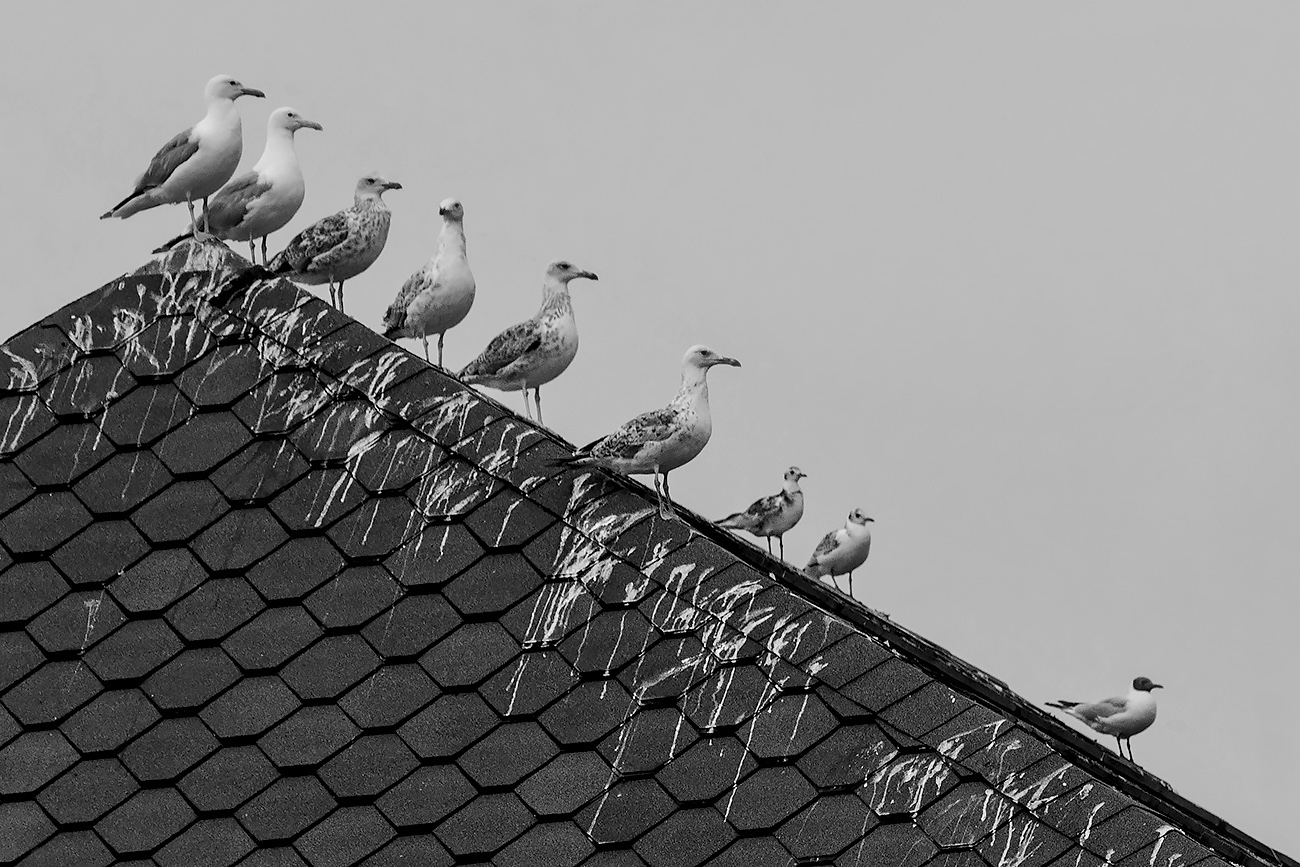 Иерархия засранцев