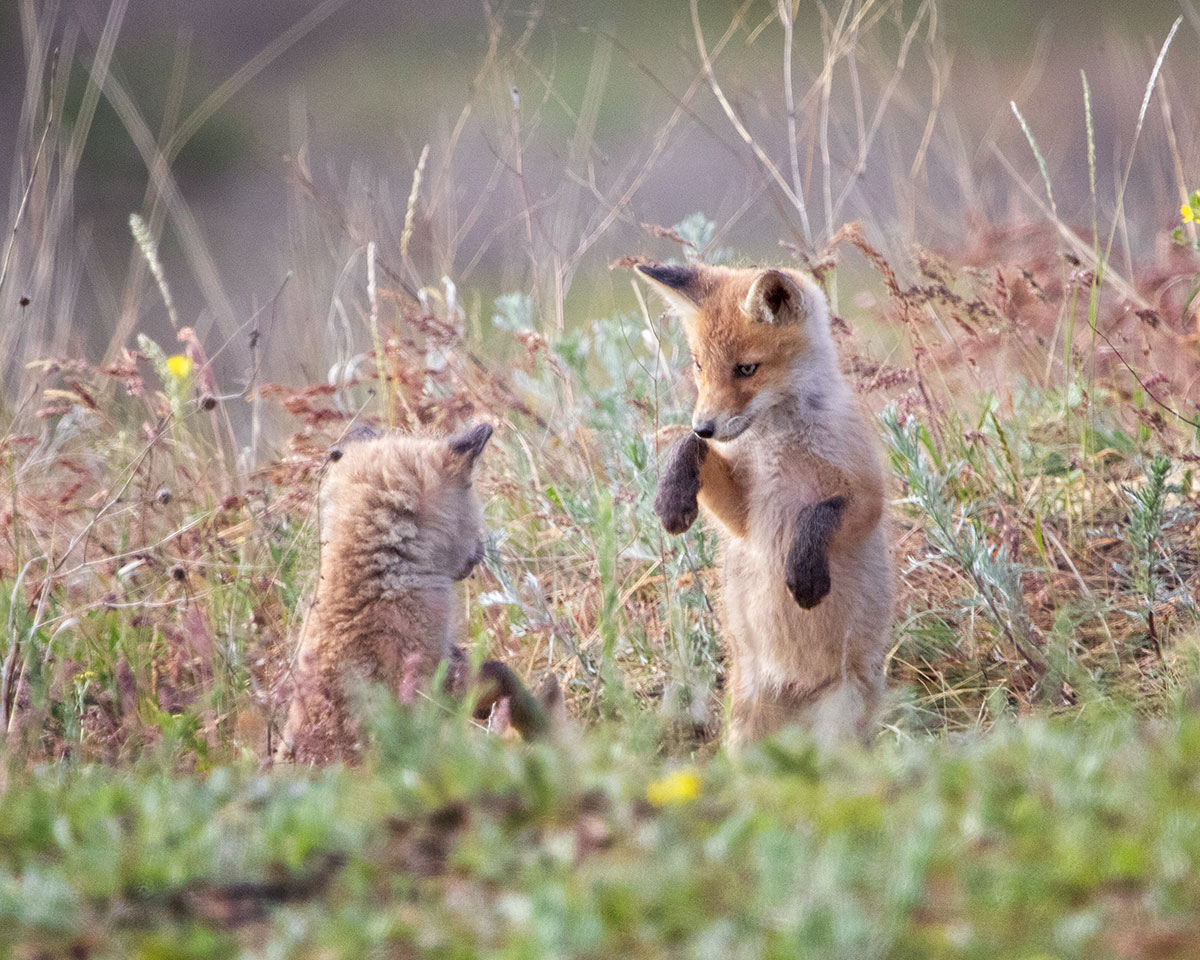 Немного бокса