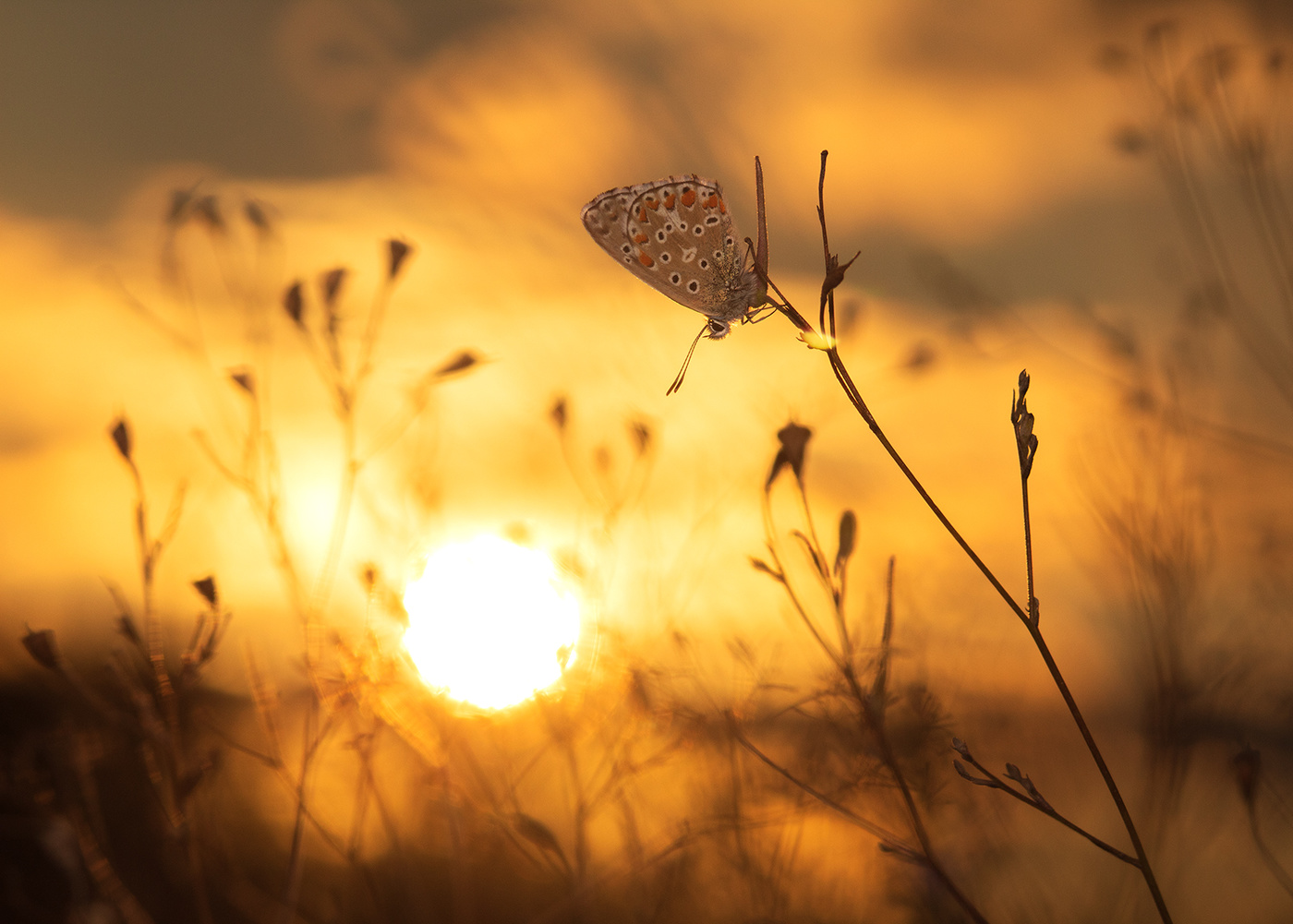 Тихий вечер