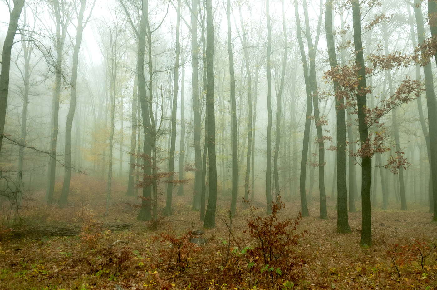 Осенняя свежесть