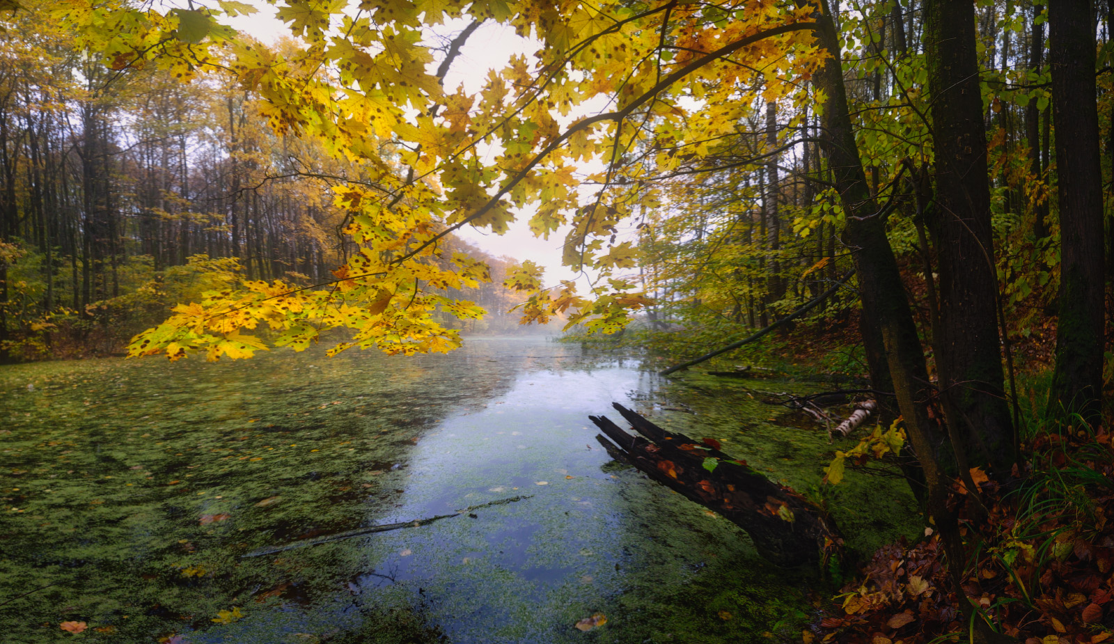 Об одном щегловском пруде