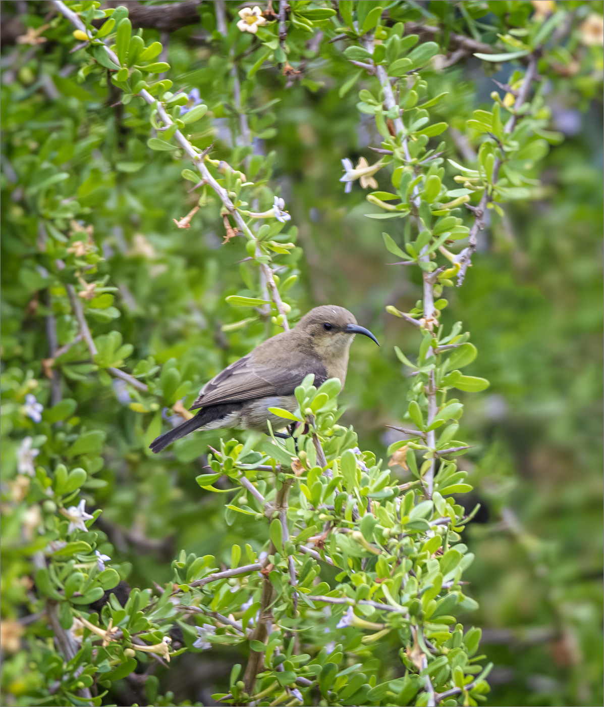 Птичка-невеличка