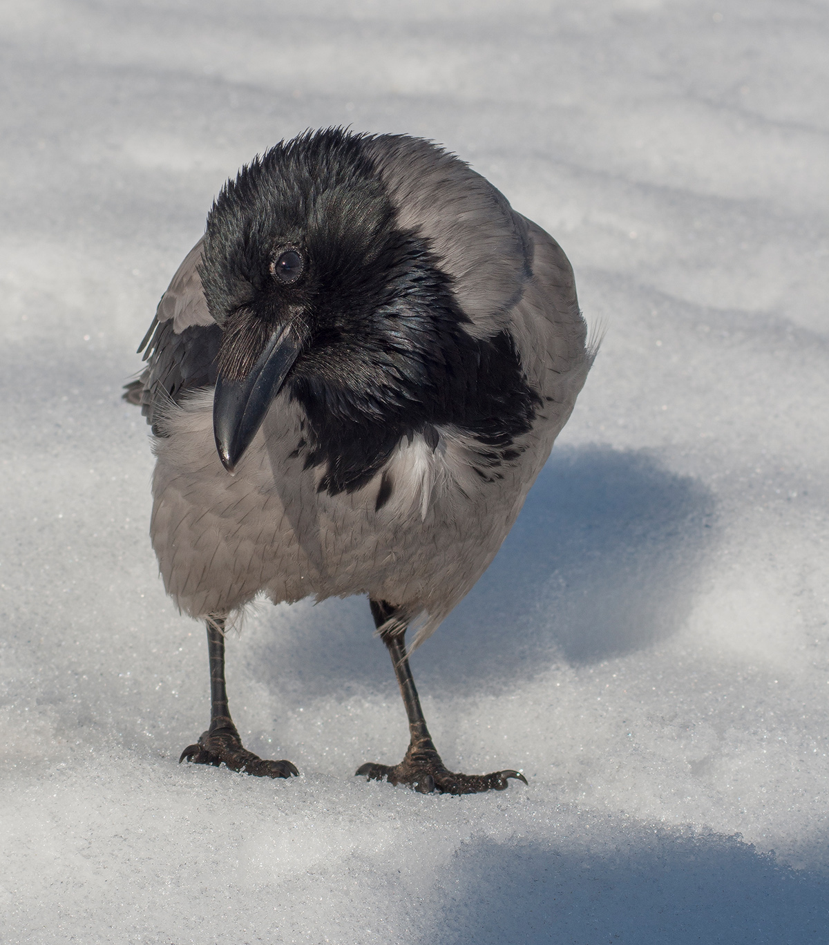 моя подруга