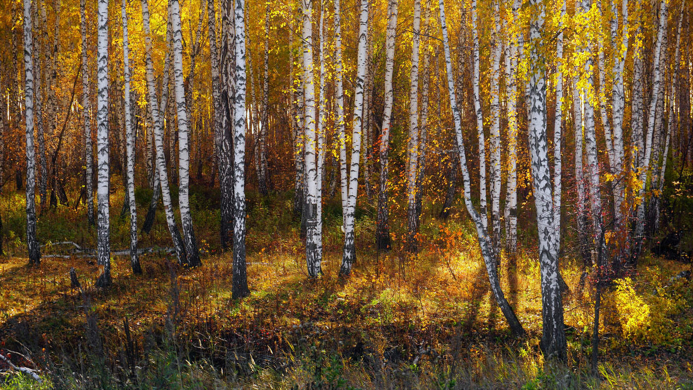 Средь осенних берёз...