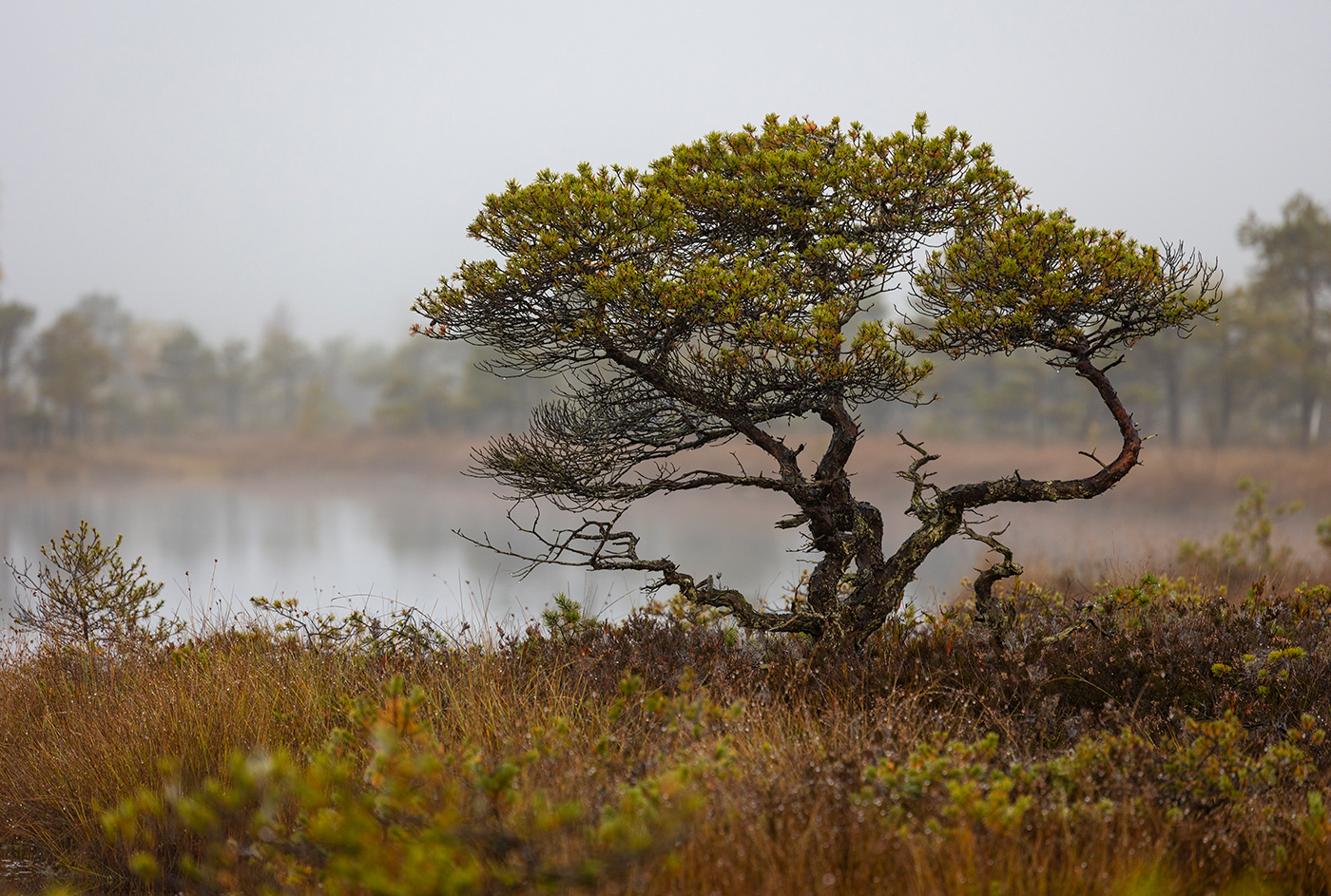 Пантомима дерева