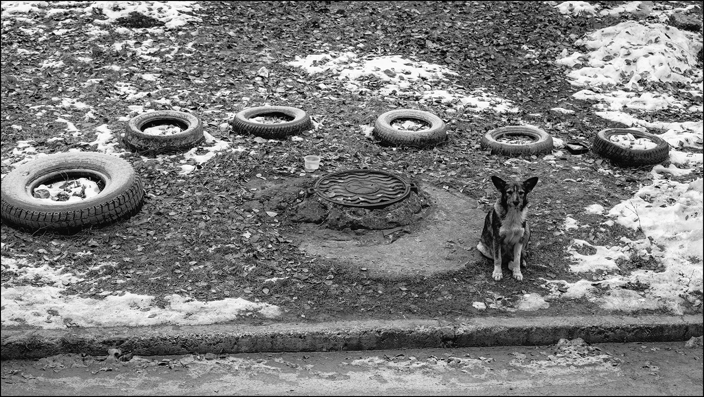 э дог в ожидании фуда