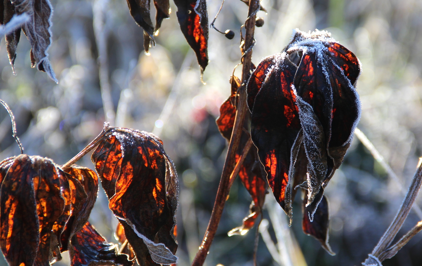 Увядание природы