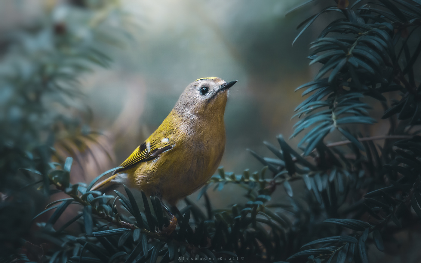 Притаившийся в хвое