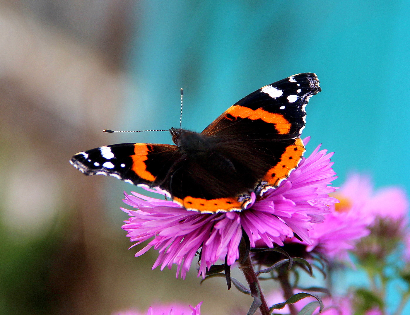 Бабочка Адмирал.