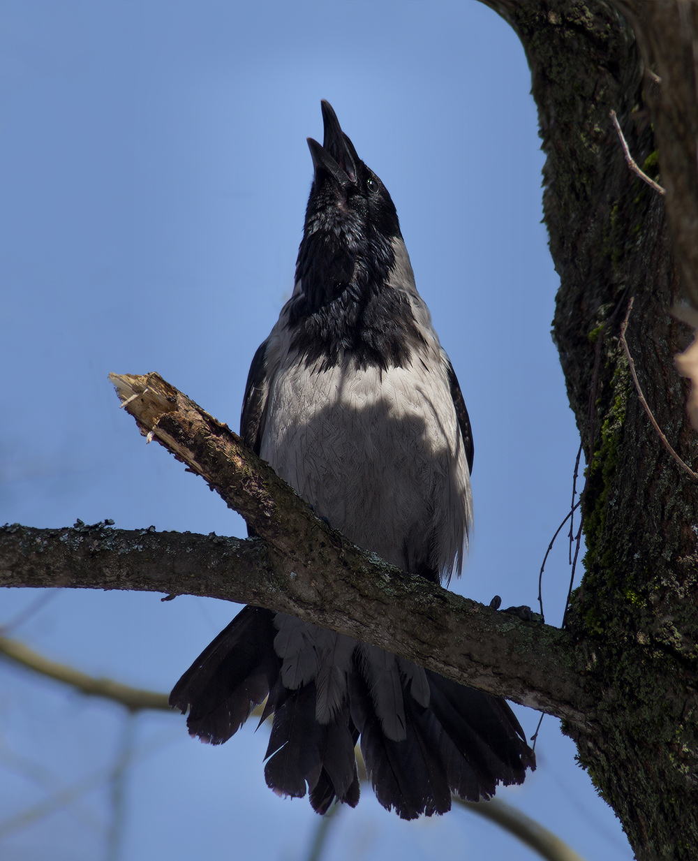 я петь не умею, но очень люблю