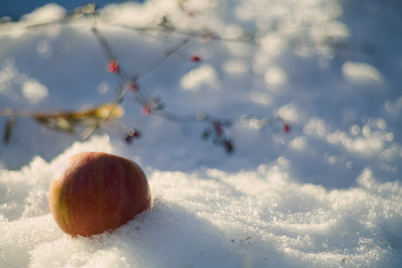Яблоко на снегу