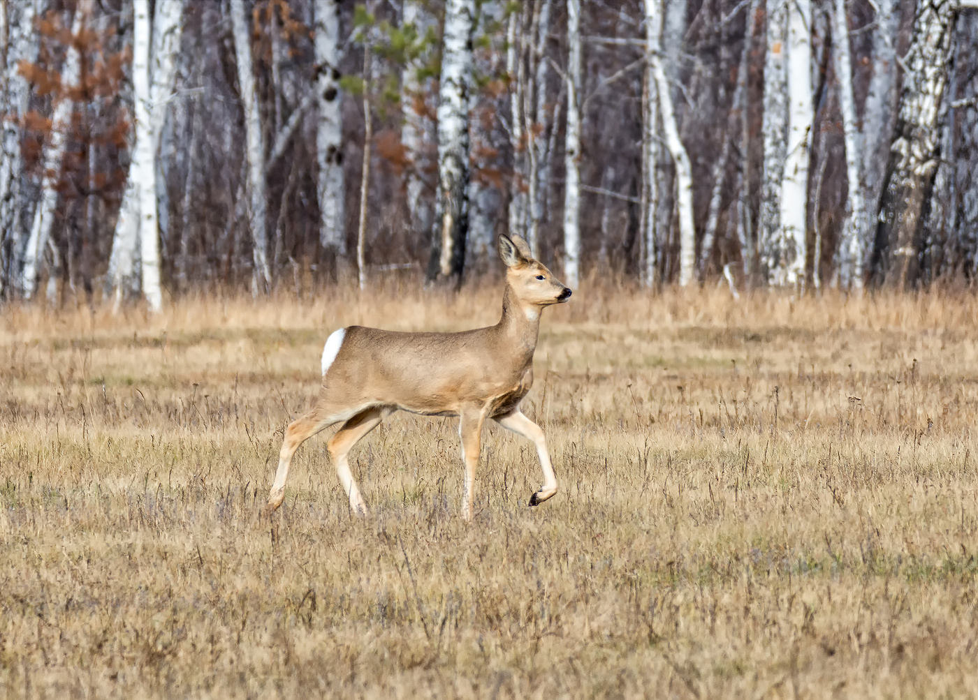 лесная грация..