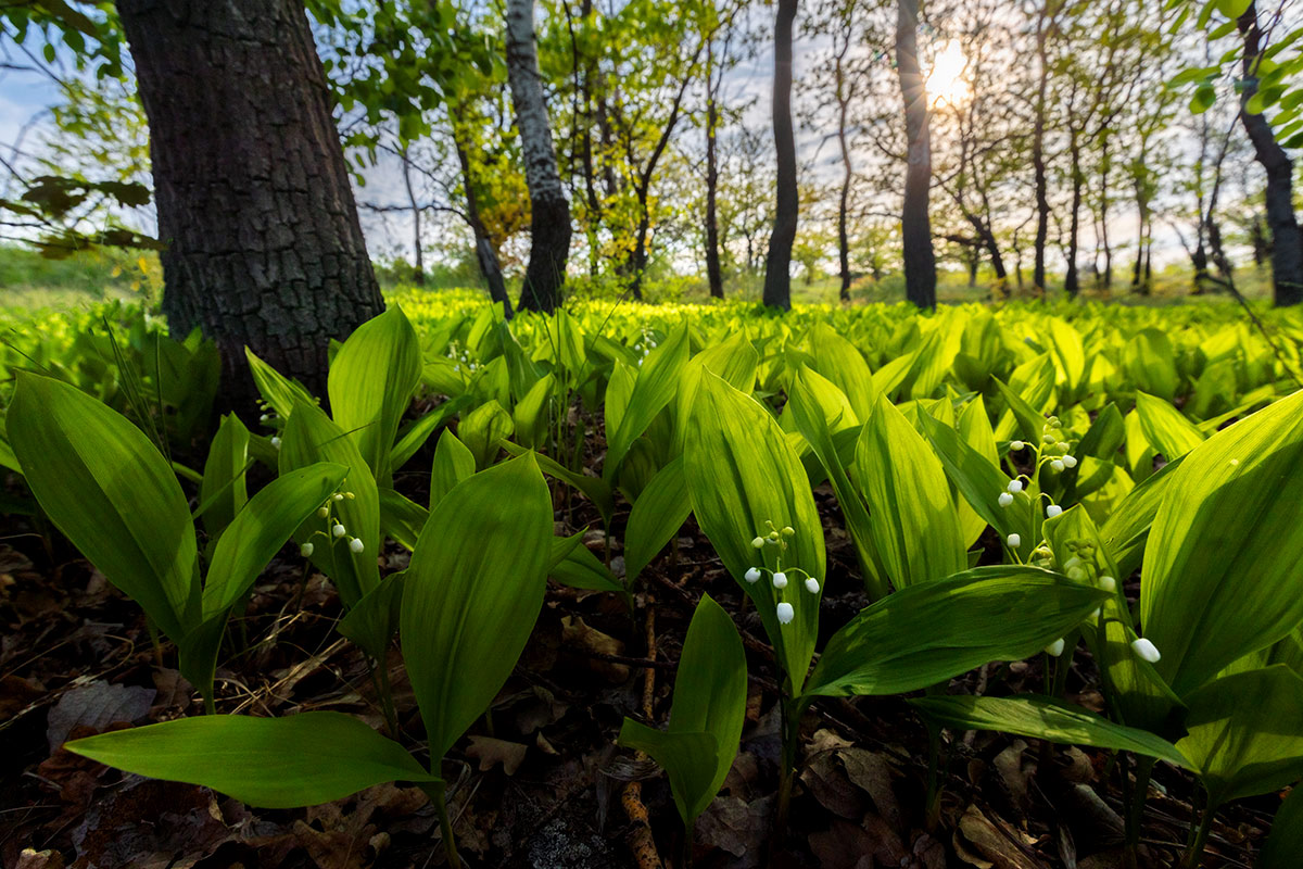 Вспоминая май