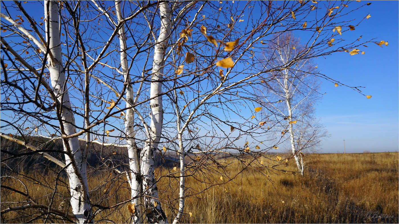 Последние листочки