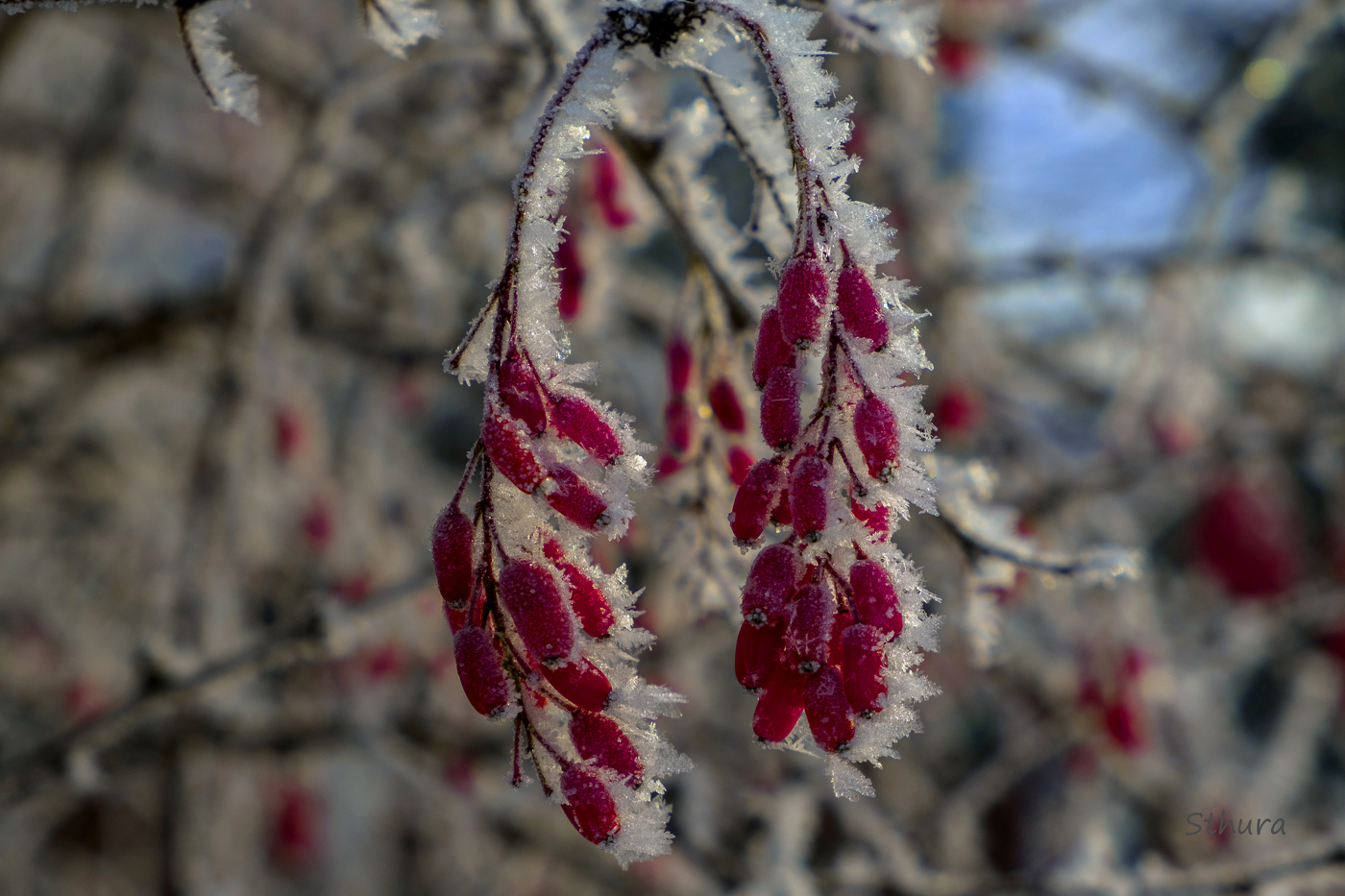 Иней на барбарисе.