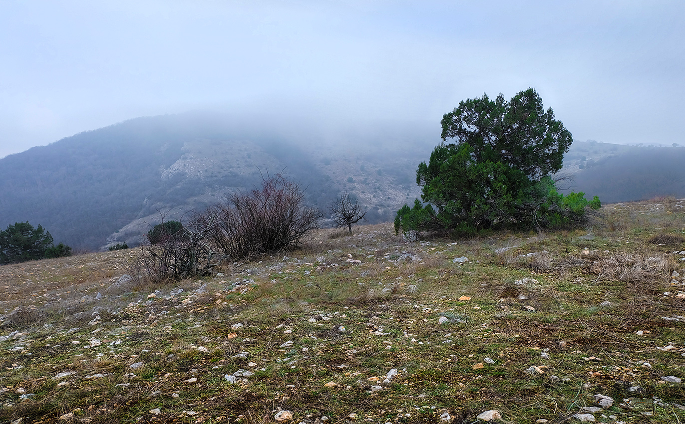 Этюд с туманом