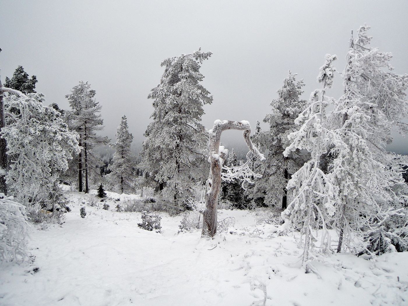 Зимняя сказка