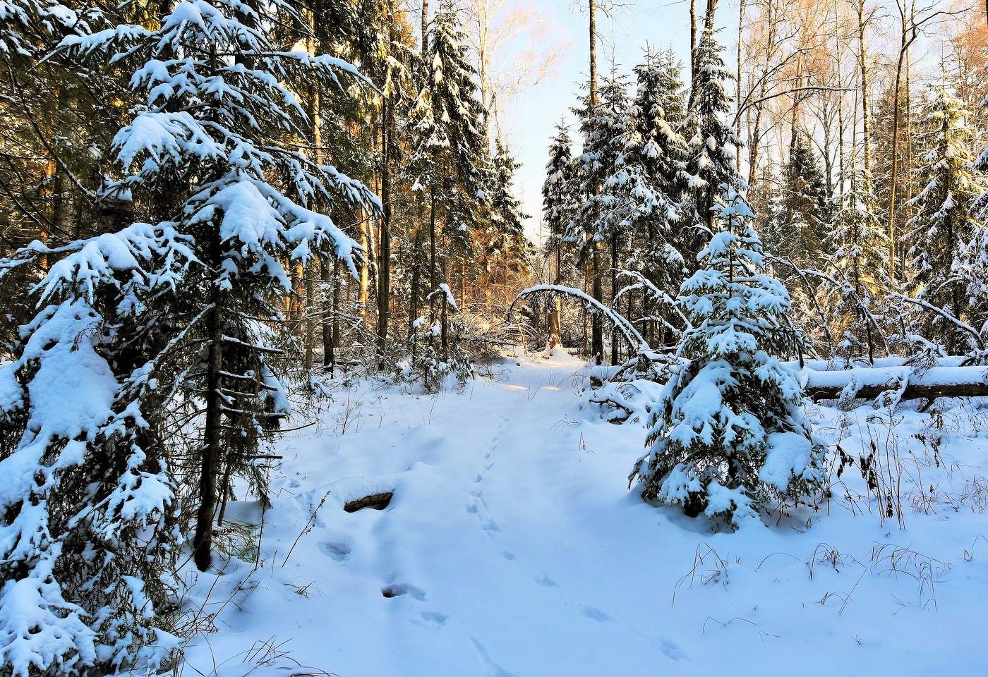 "Зима висит на хвойных лапах, по-праздничному хороша..."