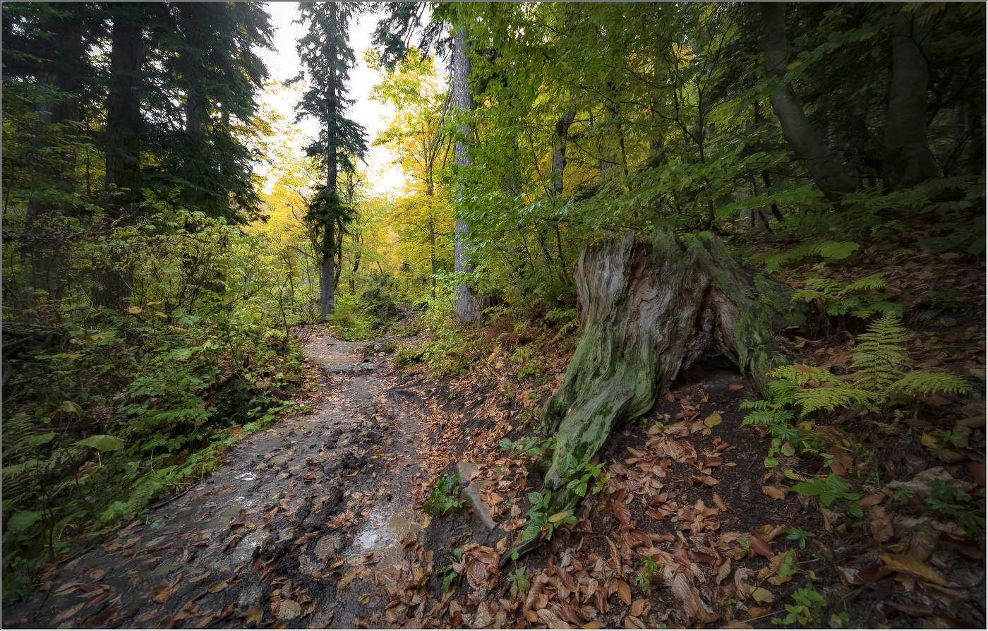 В осеннем лесу