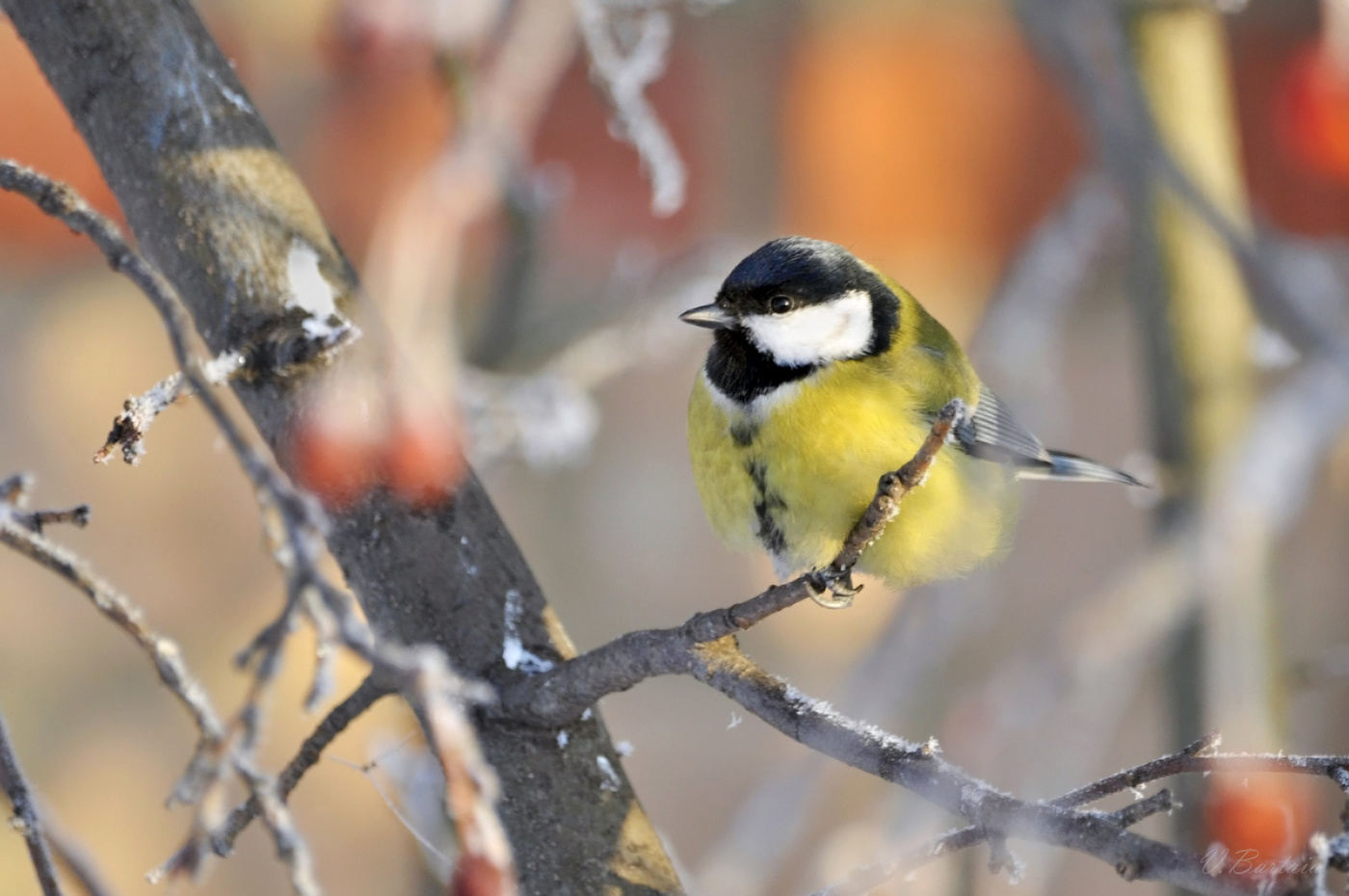 Наша яркая птичка - неугомонная синичка