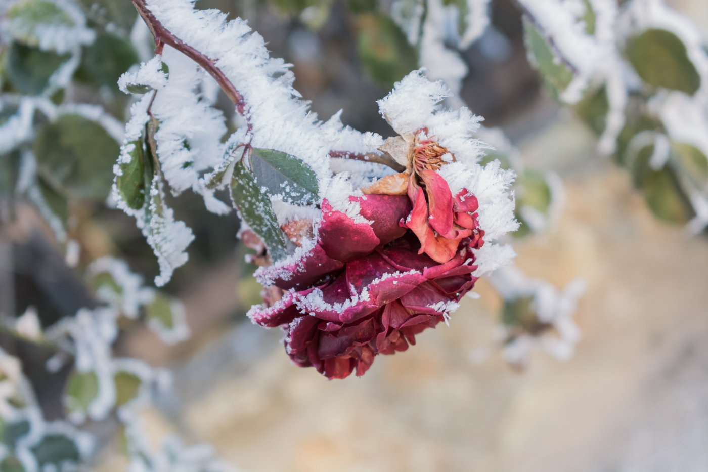 Замёрзшая роза не чувствует холод, В игольчатых "звёздах"-снежинках красуясь...