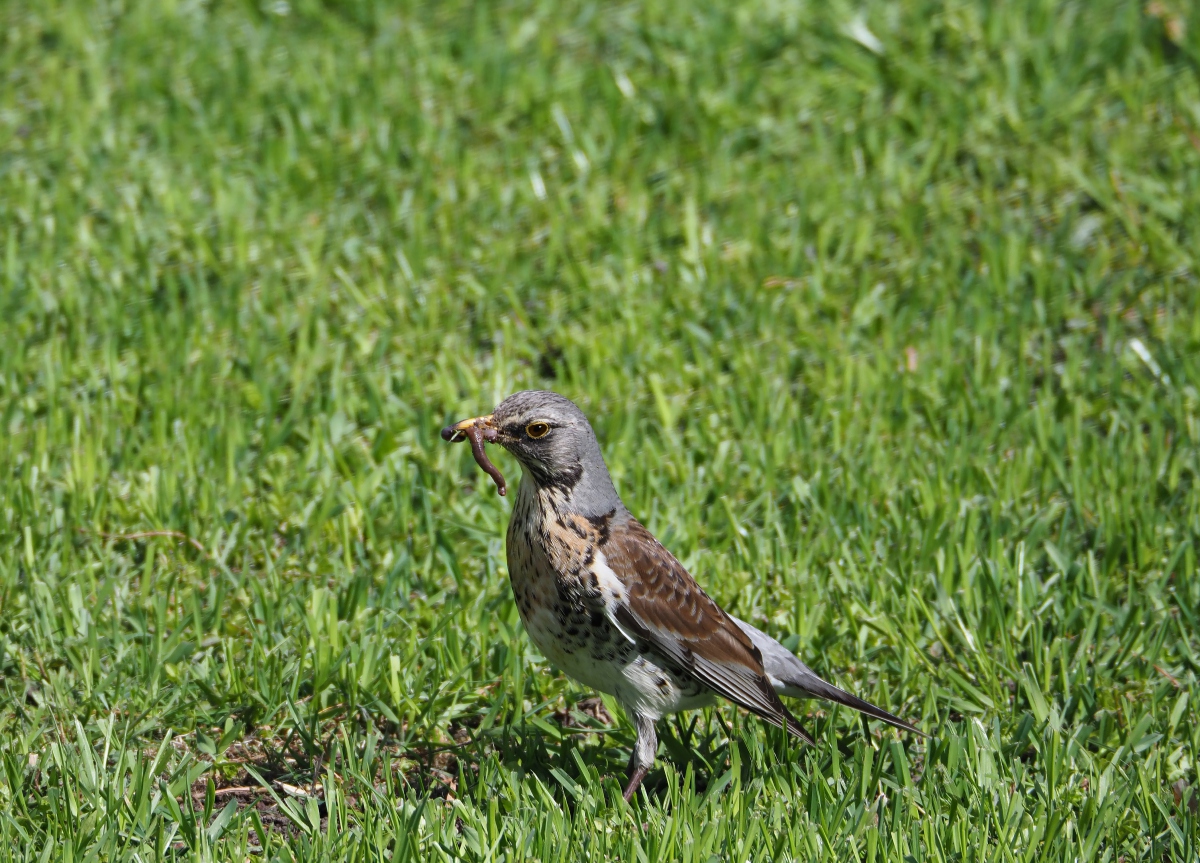 Дрозд-рябинник