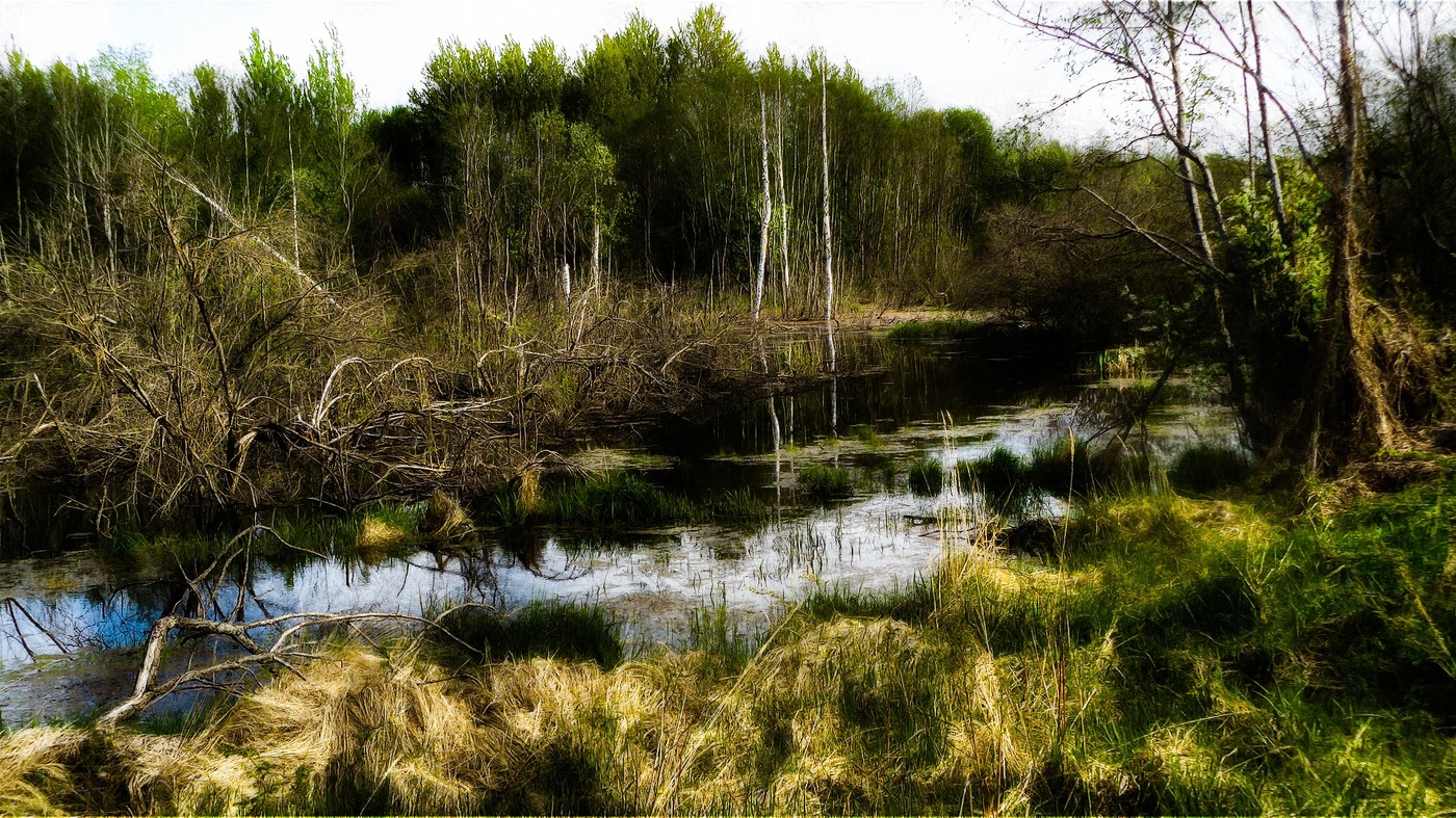 В тихом болоте...