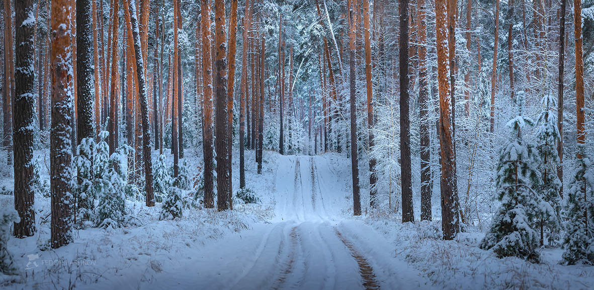 В декабрьском лесу