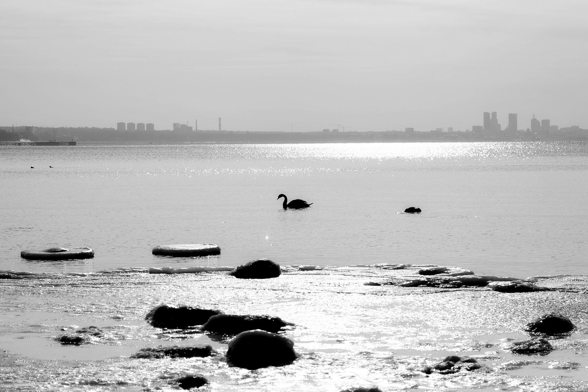 Черный лебедь