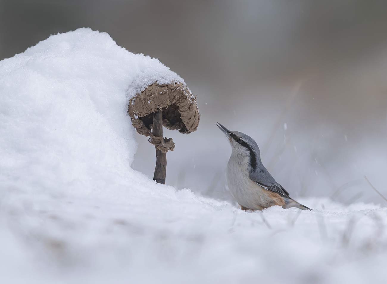 Зима пришла