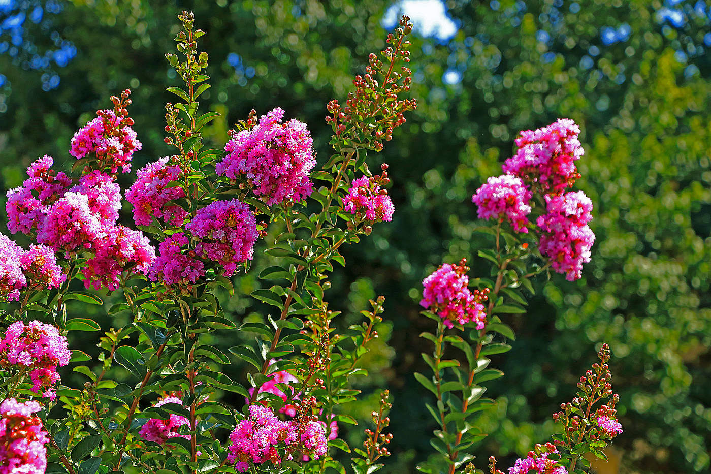 Вспоминая лето...