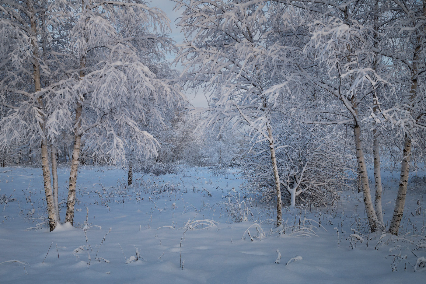 Березоньки