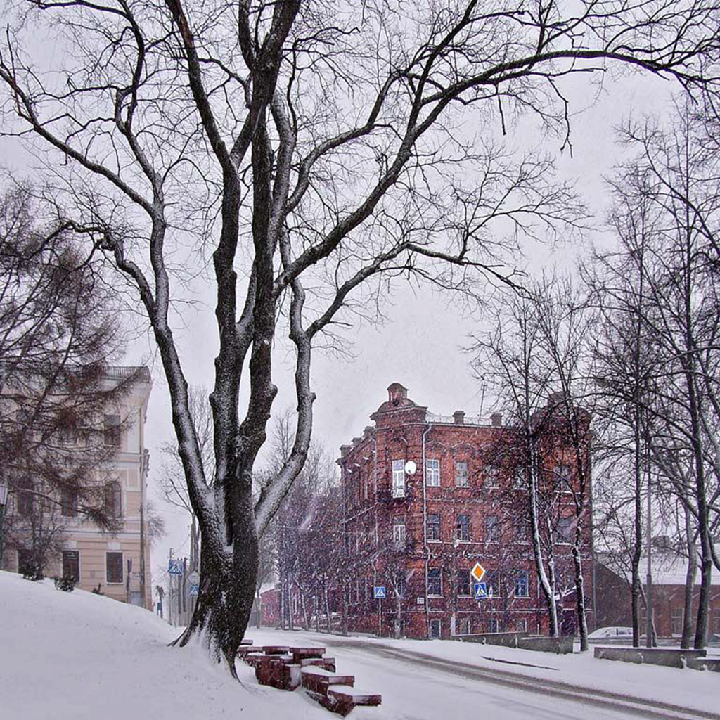 Дерево с предыдущей фотографии