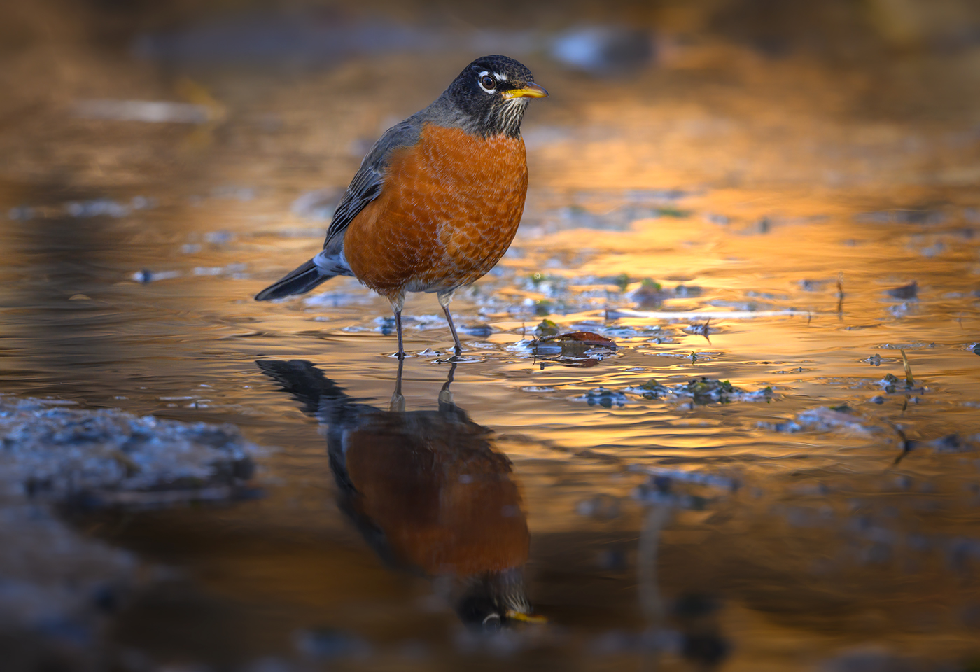 American robin (Turdus migratorius)