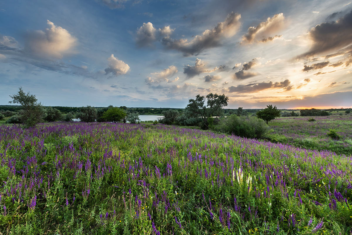 Когда цветет шалфей