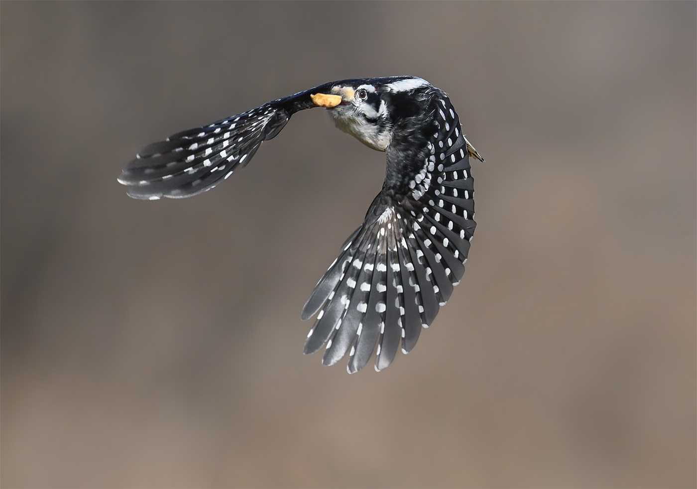 Hairy woodpecker (male)