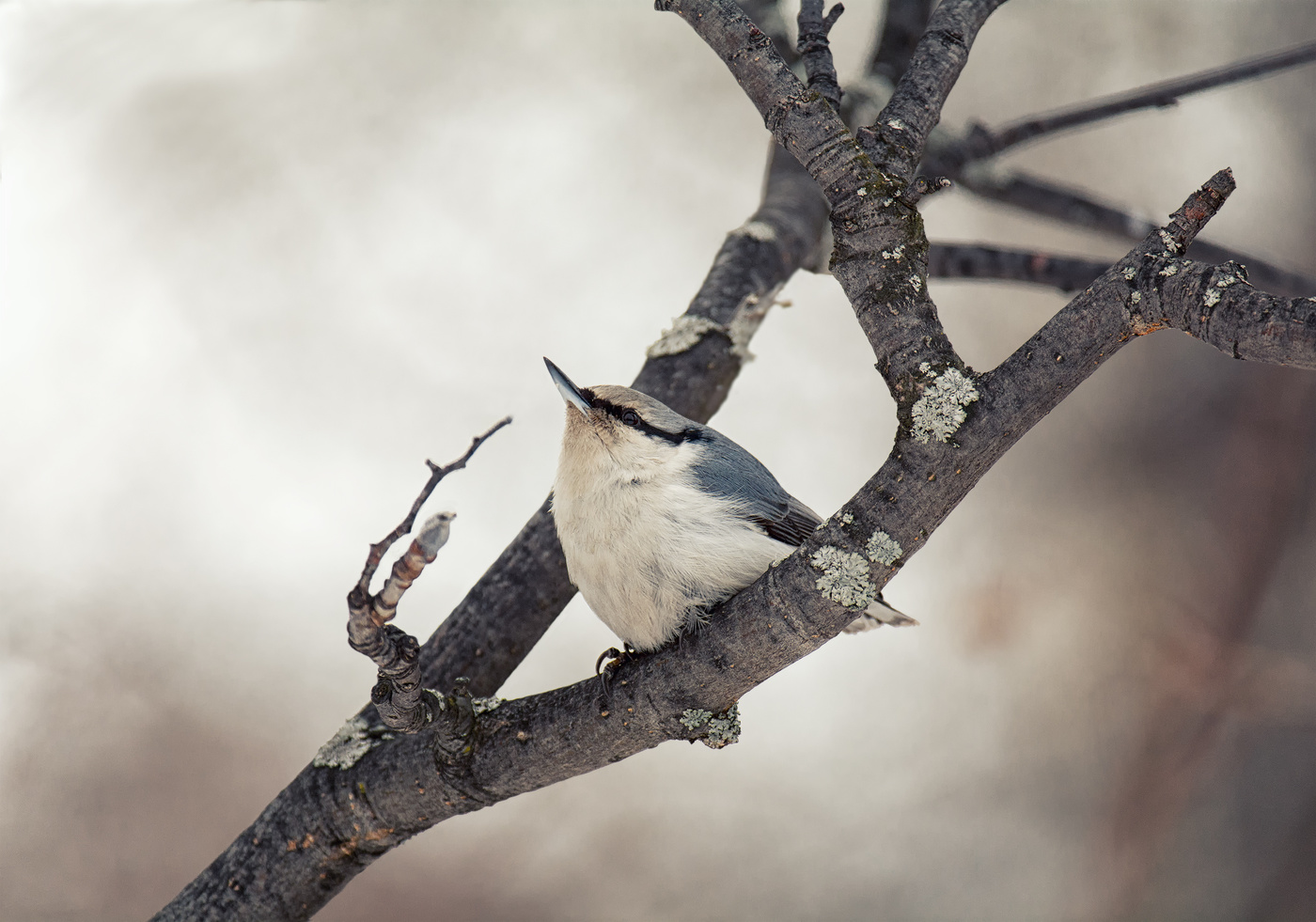 Мечтатель..