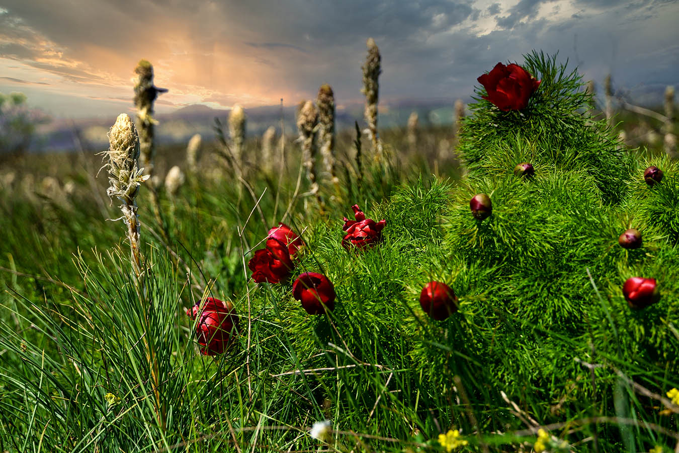Пион узколистный