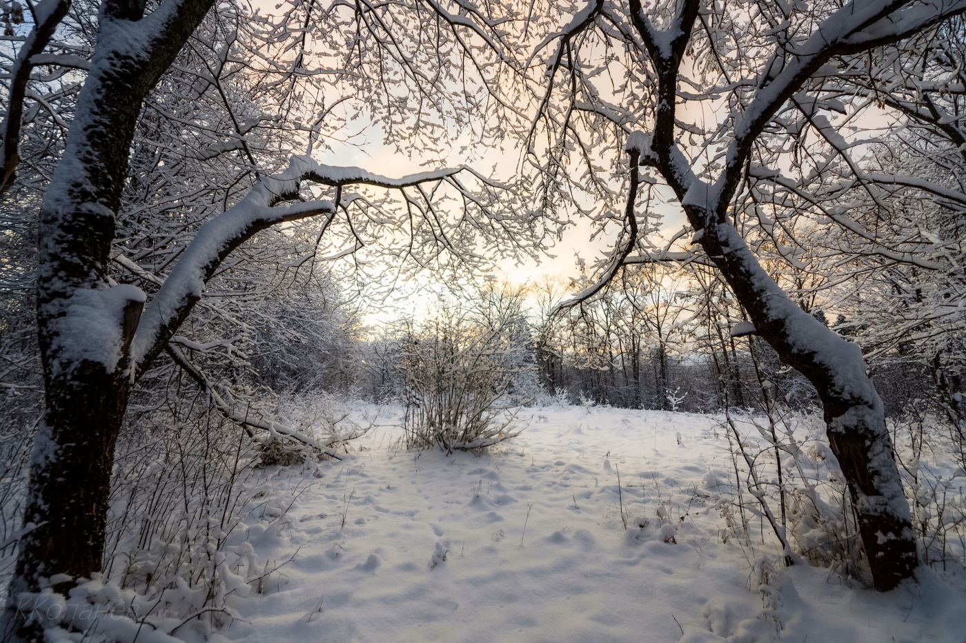 С деревьями