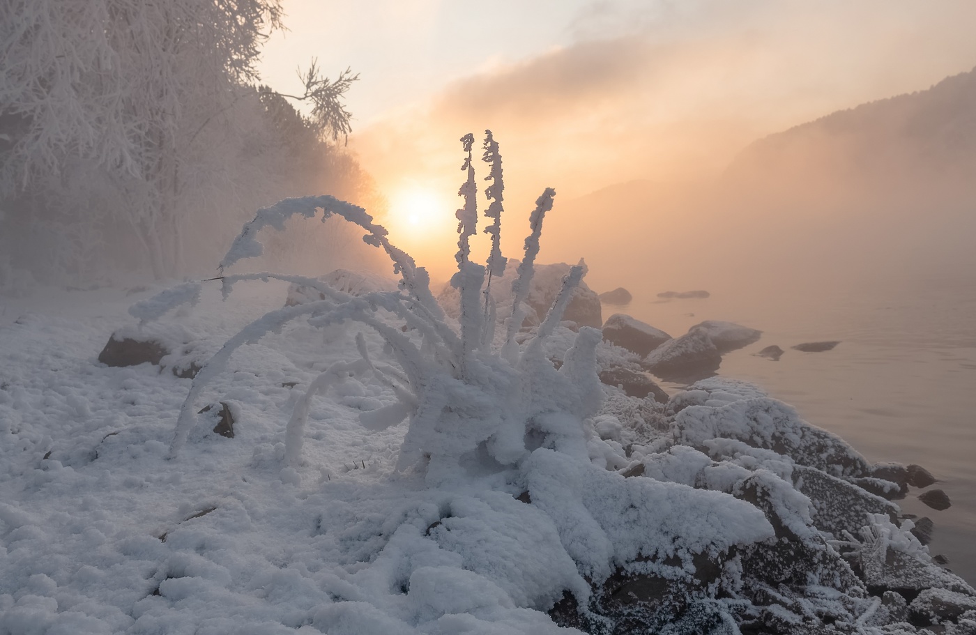 Снежная птица