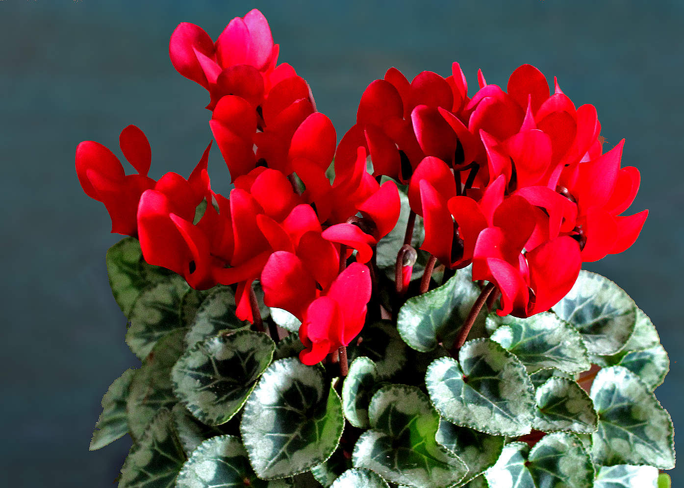 Пламя цикламена