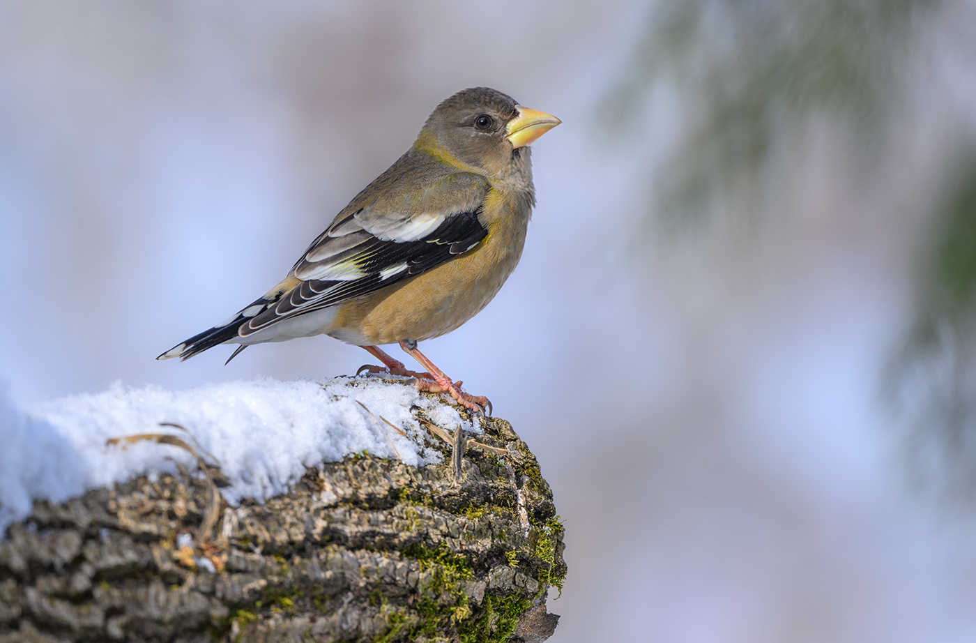 Evening grosbeak (female)