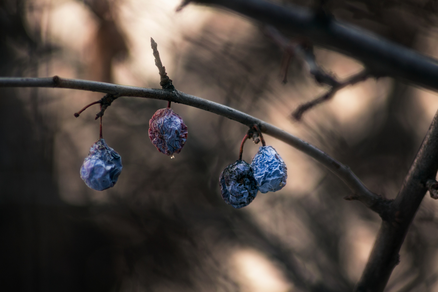 Забытая роскошь лета.