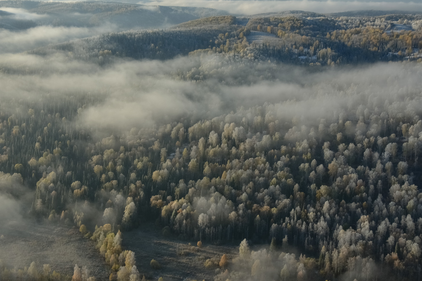 Туманные леса