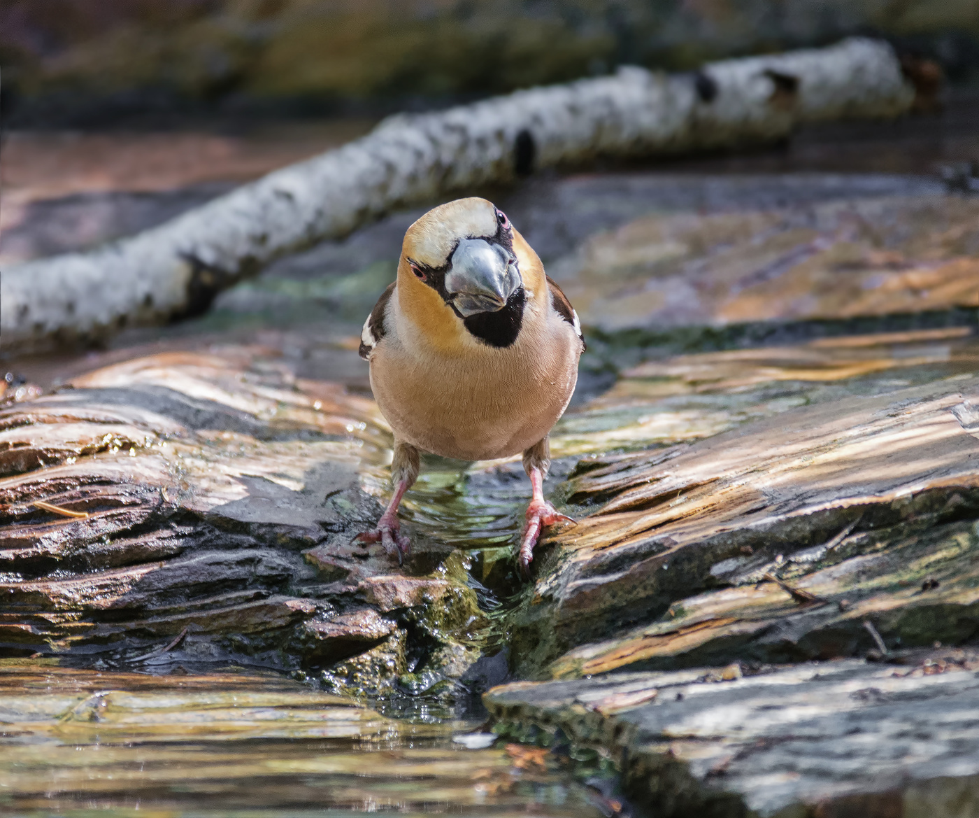 суровый дубонос..