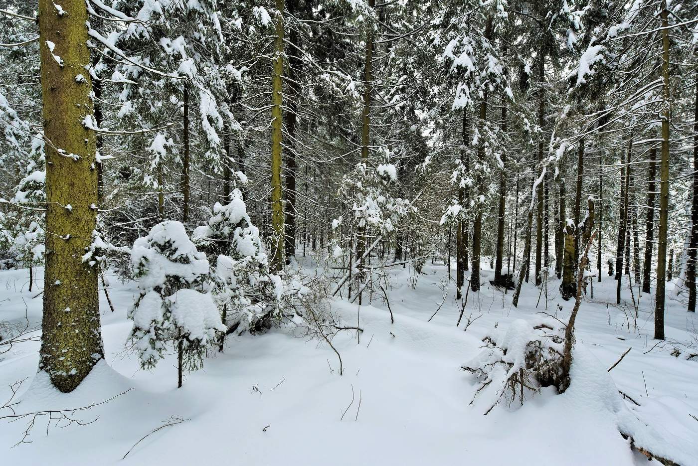 "Темный лес, что шапкой принакрылся чудной..."