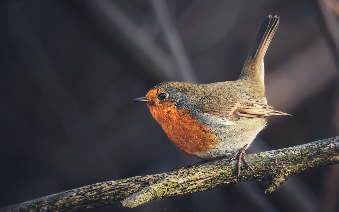 Хвост пистолетом!