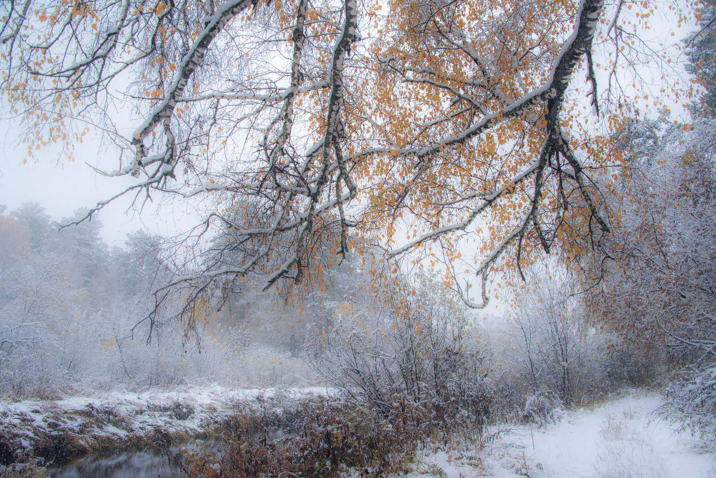 Листья жёлтые...