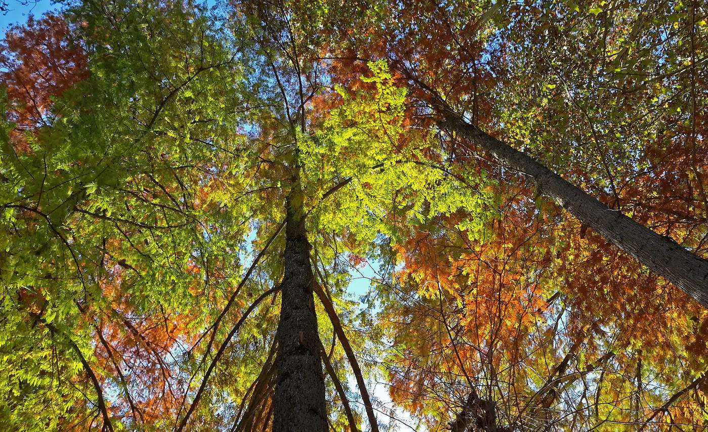 С надеждой мы стремимся ввысь